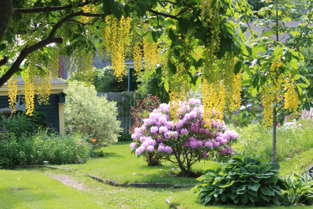 Rothesay House Heritage Inn B&B Harbour Grace Экстерьер фото